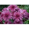Хризантема Бузков Ёжик: фото и описание
