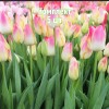 Комплект 5шт / Тюльпан Свисс Дрим