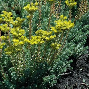 Очиток (седум) скальный Сильвер